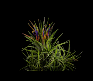 Tillandsia ionantha.2