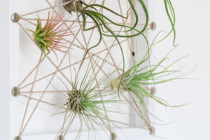 Tillandsia sisekujunduse ideed.1
tillandsia taim kodus