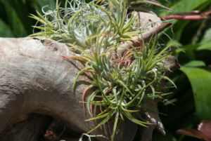 Tillandsia sisekujunduse ideed.2
tillandsia õhutaim dekoratsioon
