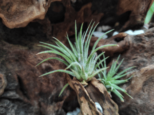 Tillandsia sisekujunduse ideed.3
tillandsia õhulill