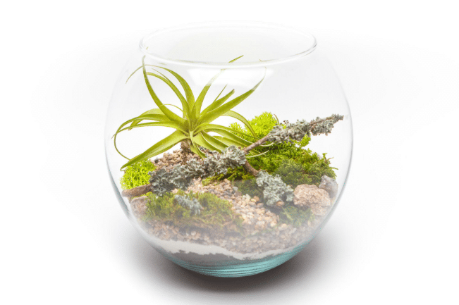 Tillandsia sisekujunduse ideed