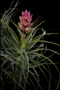 Tillandsia stricta