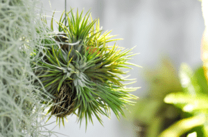 Tillandsia stricta.1 