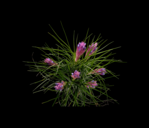 Tillandsia stricta.2 
