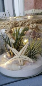 Tillandsia taimeseaded 1
