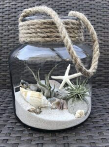 Tillandsia taimeseaded 2
