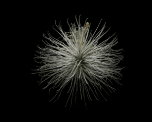 Tillandsia tectorum
