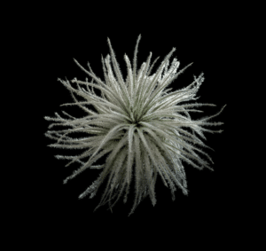 Tillandsia tectorum "Snow"