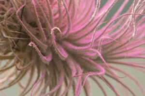Tillandsia tectorum.1