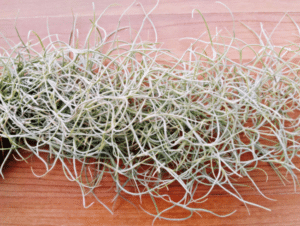 Tillandsia usneoides