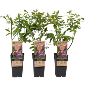 Vaccinium Pink Lemonade