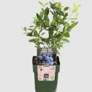 Vaccinium cor. Brigitta Blue kännasmustikas brigitta blue