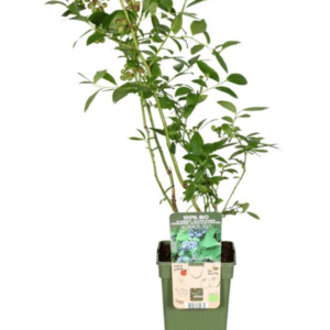 Vaccinium cor. Reka