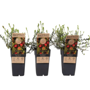 Vaccinium macrocarpon Early Black 