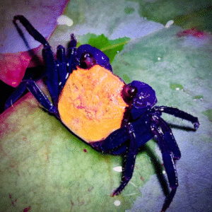 Geosesarma bicolor-Vampire