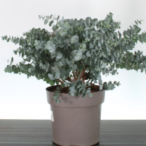 Eucalyptus cinerea – suur eukalüpt P24 (kuni 60 cm)