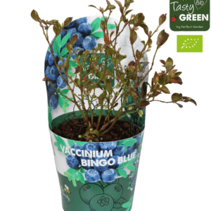 Kännasmustikas Bingo Blue