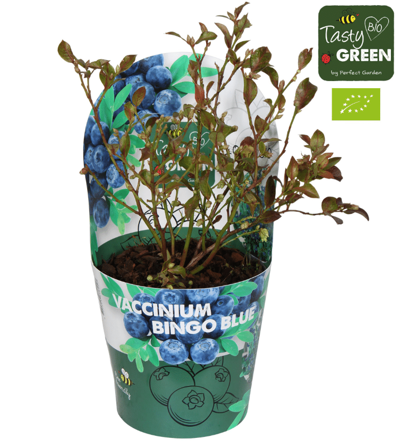 Kännasmustikas Bingo Blue 1 Kännasmustikas Bingo Blue