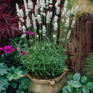 Lavandula angustifolia 'Alba'