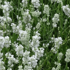 Lavandula angustifolia `Edelweiss`