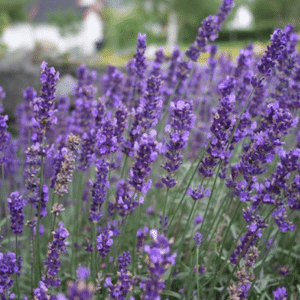 Lavandula angustifolia 'Hidcote'