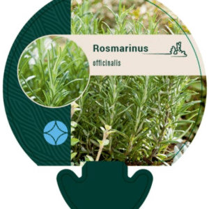 Rosmarinus officinalis