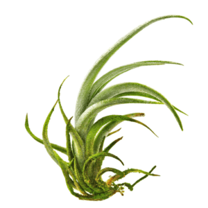 Tillandsia fresnilloensis