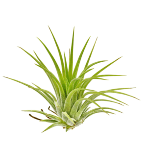 Tillandsia ionantha Druid