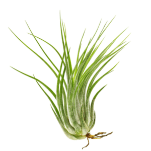 Tillandsia kolbii