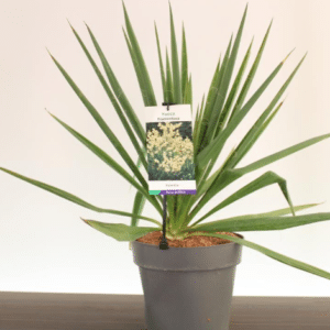 Yucca filamentosa – kiuline tääkliilia