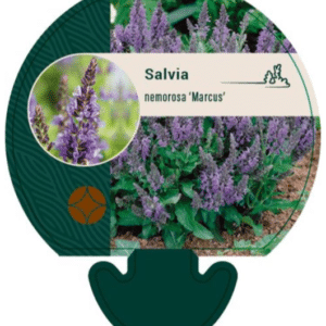 salvia nemorosa marcus lilla aedsalvei taim