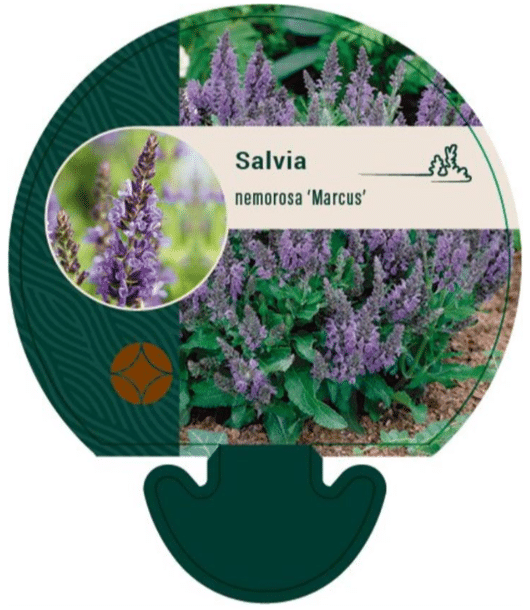 Salvia nemorosa Marcus 1 salvia nemorosa marcus lilla aedsalvei taim