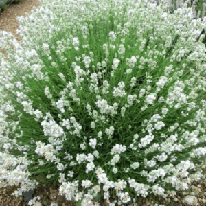 Lavandula angustifolia ‘Arctic Snow’ – valge lavendel