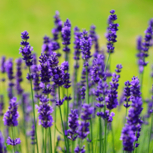 Lavandula angustifolia ‘Dwarf Blue’ – kompaktne lavendel