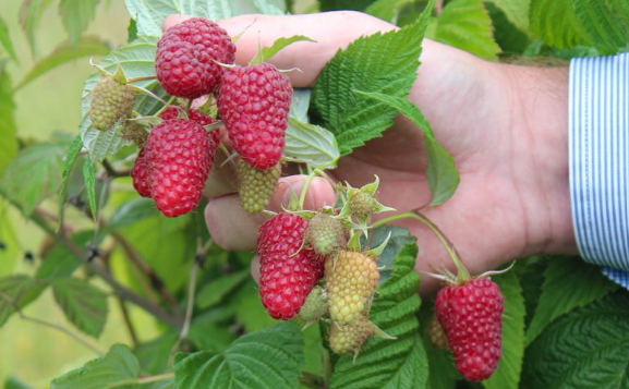 Rubus idaeus ‘Autumn Happy’® – sügisvaarikas 2 Rubus idaeus ‘Autumn Happy’® – sügisvaarikas.1