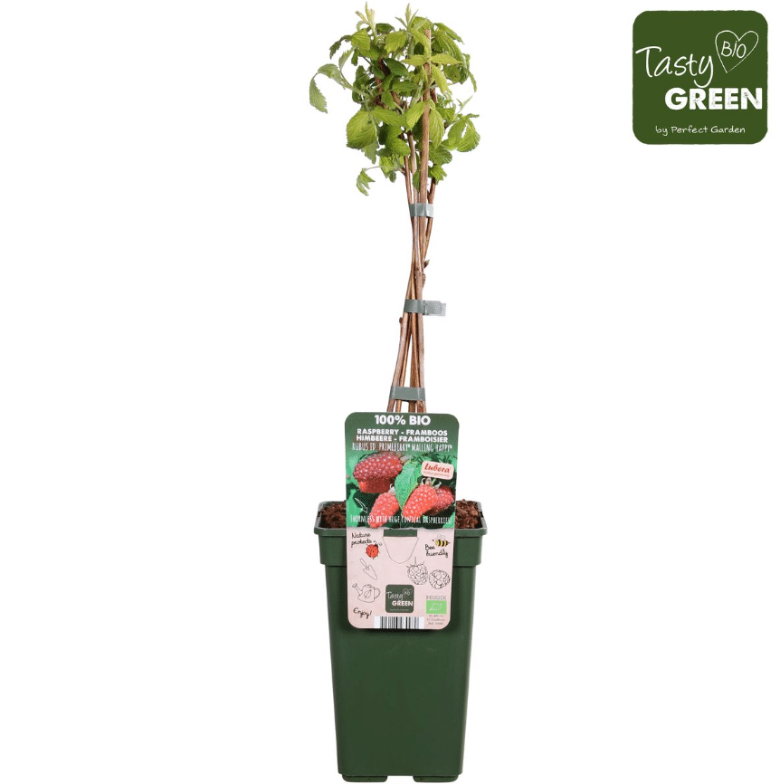 Rubus idaeus ‘Autumn Happy’® – sügisvaarikas 1 Rubus idaeus ‘Autumn Happy’® – sügisvaarikas