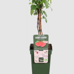 Rubus idaeus ‘Sanibelle’® – suvevaarikas