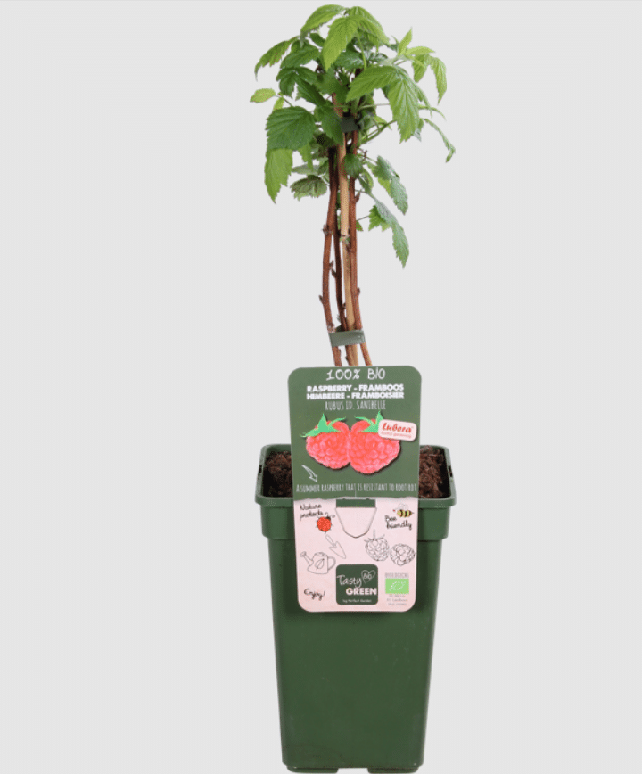 Rubus idaeus ‘Sanibelle’® – suvevaarikas 1 Rubus idaeus ‘Sanibelle’® – suvevaarikas