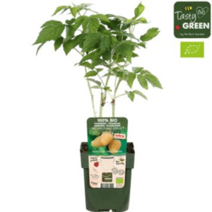 Rubus idaeus ‘Schlaraffia Golddigger®’ – kollane vaarikas