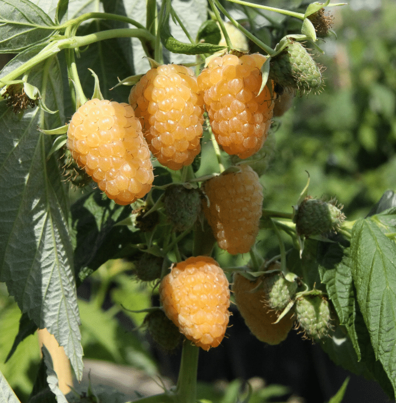 Rubus idaeus ‘Schlaraffia Golddigger®’ – kollane vaarikas 2 Rubus idaeus ‘Schlaraffia Golddigger®’ – kollane vaarikas 1 viljapuud ja marjad