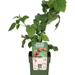 Rubus ‘Tayberry’ – vaarika ja muraka hübriid