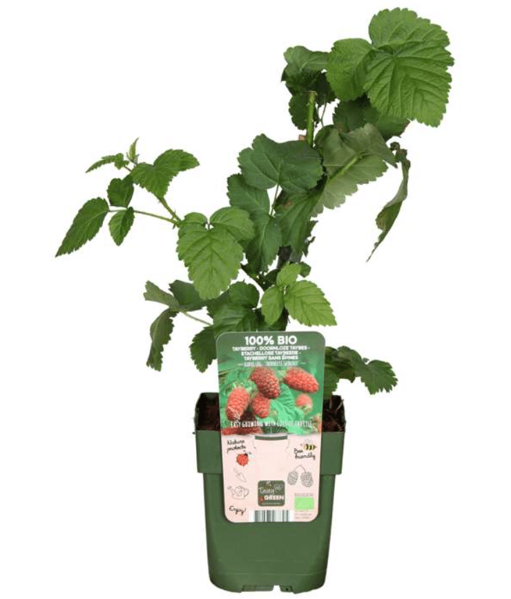 Rubus ‘Tayberry’ – vaarika ja muraka hübriid 1 Rubus ‘Tayberry’ – vaarika ja muraka hübriid