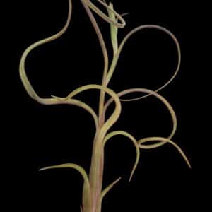 Tillandsia intermedia Tillandsia intermedia õhutaim dekoratiivne õhutaim tillandsia ilma mullata