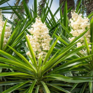 Yucca filamentosa Yucca filamentosa aias külmakindel aedyucca eksootiline püsiktaim