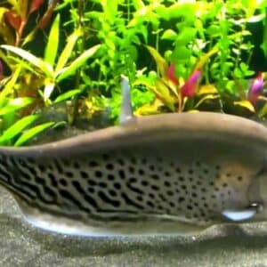 Notopterus Chitala (Royal Knife Fish) 8–9 cm