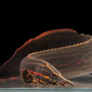 Fire Eel Mastacembelus erythrotaenia