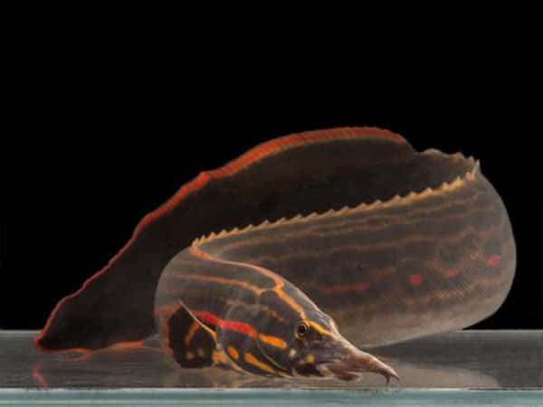 Fire Eel (Mastacembelus erythrotaenia) 1 Fire Eel Mastacembelus erythrotaenia