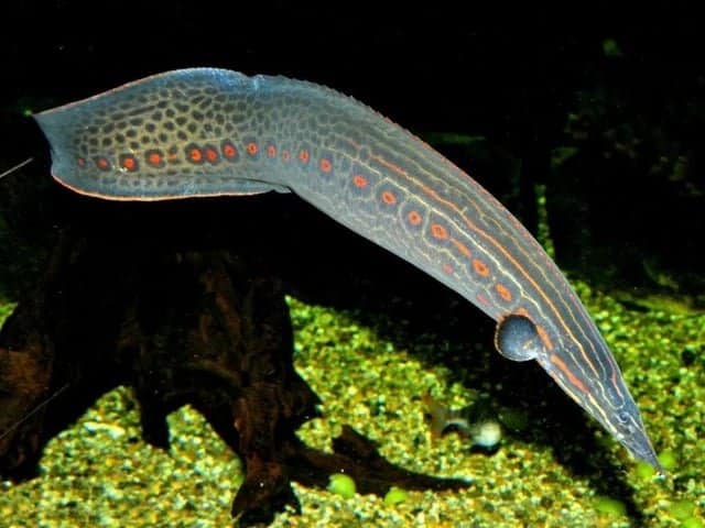Fire Eel (Mastacembelus erythrotaenia) 2 suur akvaariumikala