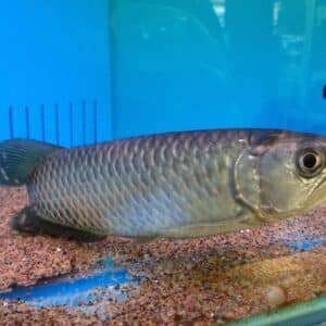 Pearl Arowana (Scleropages jardini) 12,5 cm