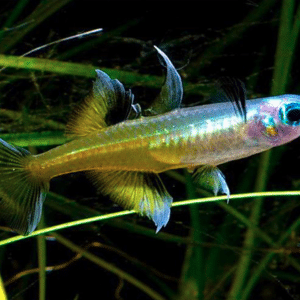 Pacific Blue Eye (Pseudomugil signifer) 2,2–2,5 cm